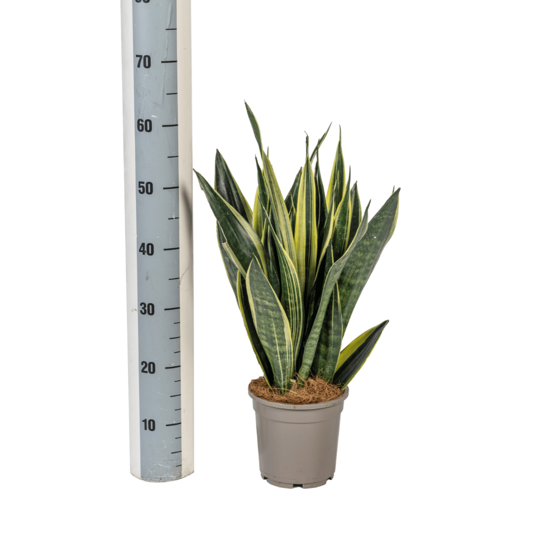Sansevieria Trifasciata Canary Ø17cm - ↕45 - 55cm - Happy City Plants