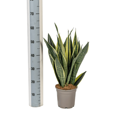 Sansevieria Trifasciata Canary Ø17cm - ↕45 - 55cm - Happy City Plants