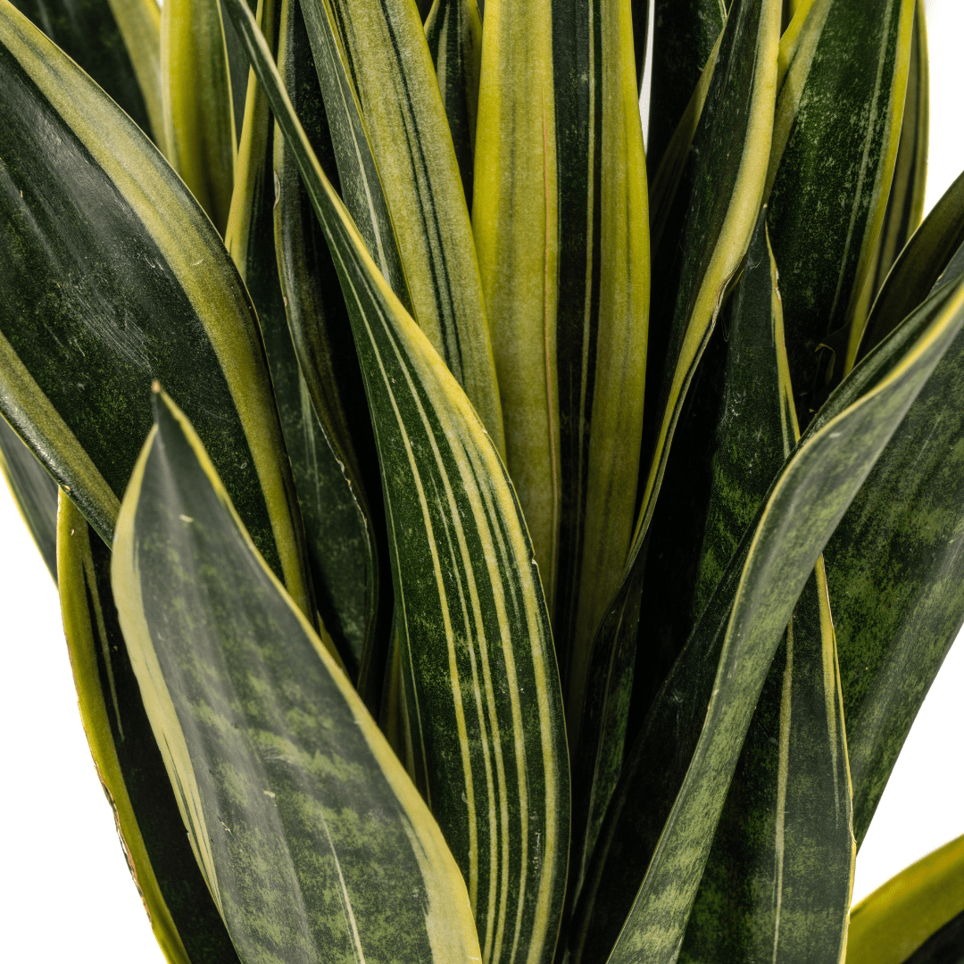Sansevieria Trifasciata Canary Ø17cm - ↕45 - 55cm - Happy City Plants