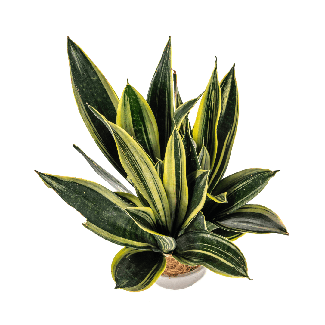 Sansevieria Trifasciata Canary Ø17cm - ↕45 - 55cm - Happy City Plants