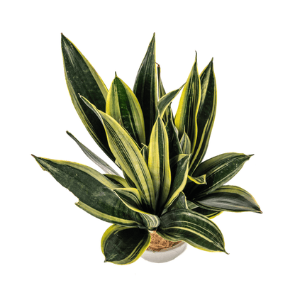 Sansevieria Trifasciata Canary Ø17cm - ↕45 - 55cm - Happy City Plants