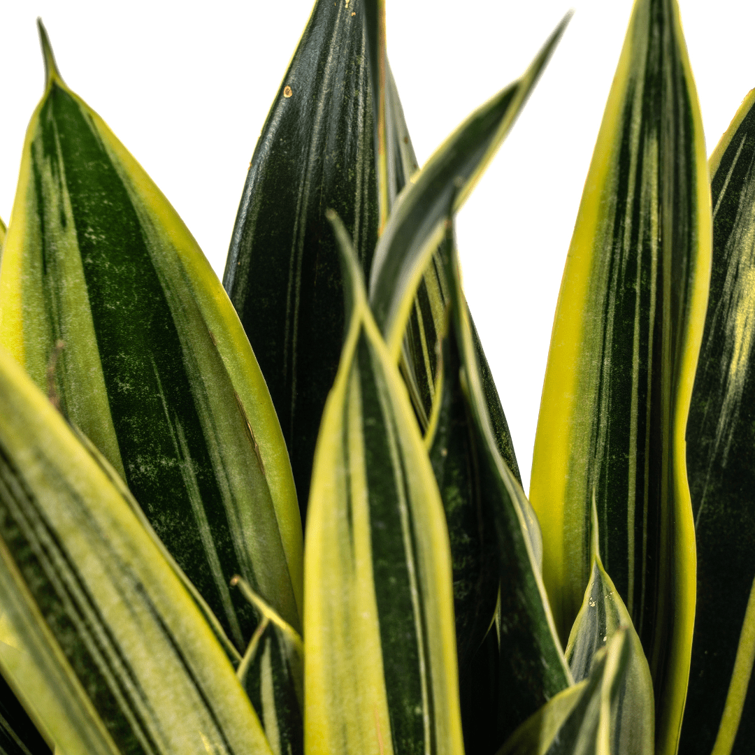Sansevieria Trifasciata Canary Ø17cm - ↕45 - 55cm - Happy City Plants