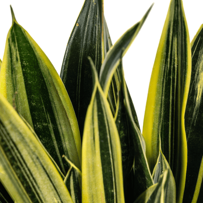 Sansevieria Trifasciata Canary Ø17cm - ↕45 - 55cm - Happy City Plants