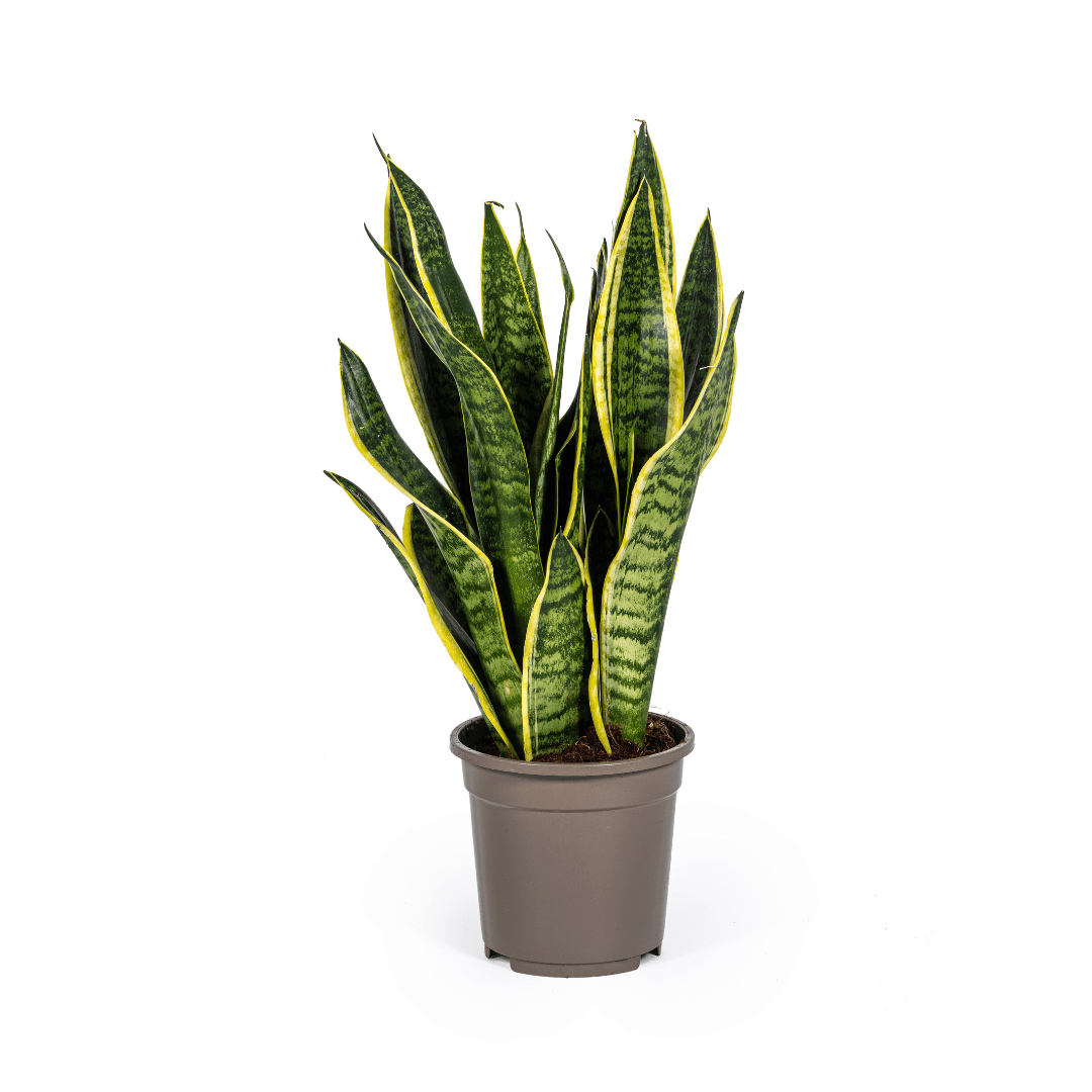 Sansevieria Trifasciata Futura Superba Ø17cm - ↕45 - 55cm - Happy City Plants