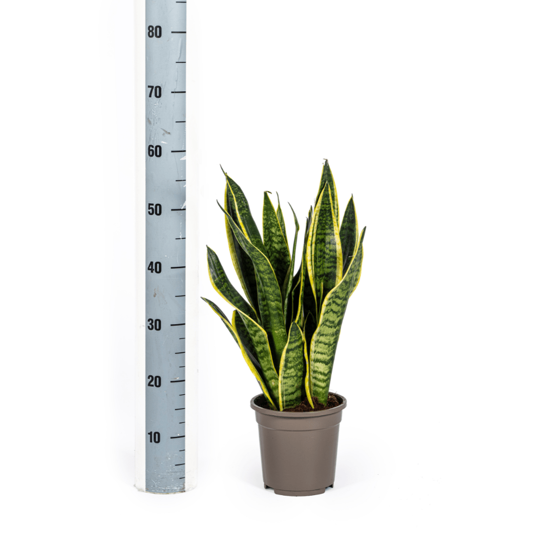 Sansevieria Trifasciata Futura Superba Ø17cm - ↕45 - 55cm - Happy City Plants