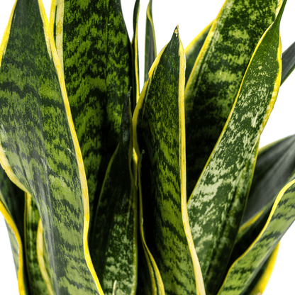 Sansevieria Trifasciata Futura Superba Ø17cm - ↕45 - 55cm - Happy City Plants