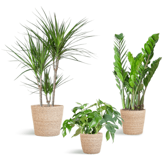 Schaduw Plantenbox - medium - met mand Sofia - Happy City Plants