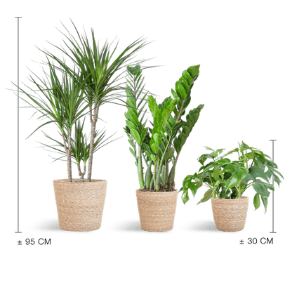 Schaduw Plantenbox - medium - met mand Sofia - Happy City Plants