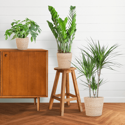 Schaduw Plantenbox - medium - met mand Sofia - Happy City Plants