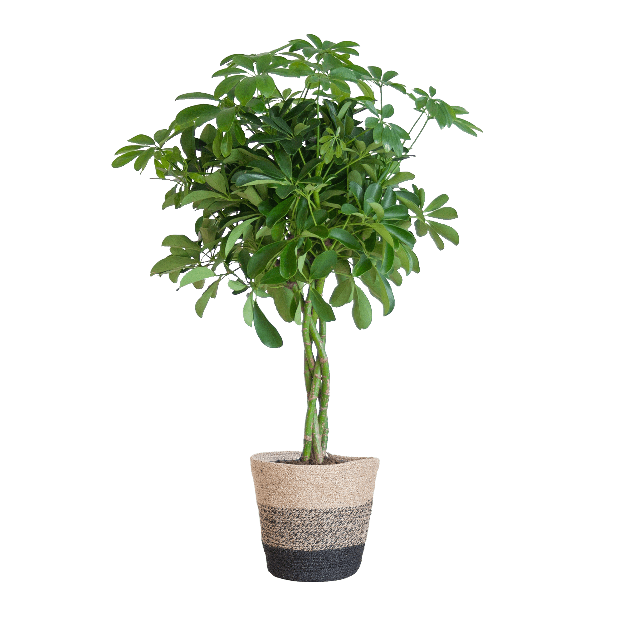 Schefflera Arab Nora met Mand Lissabon zwart - 70cm - Ø21 - Happy City Plants