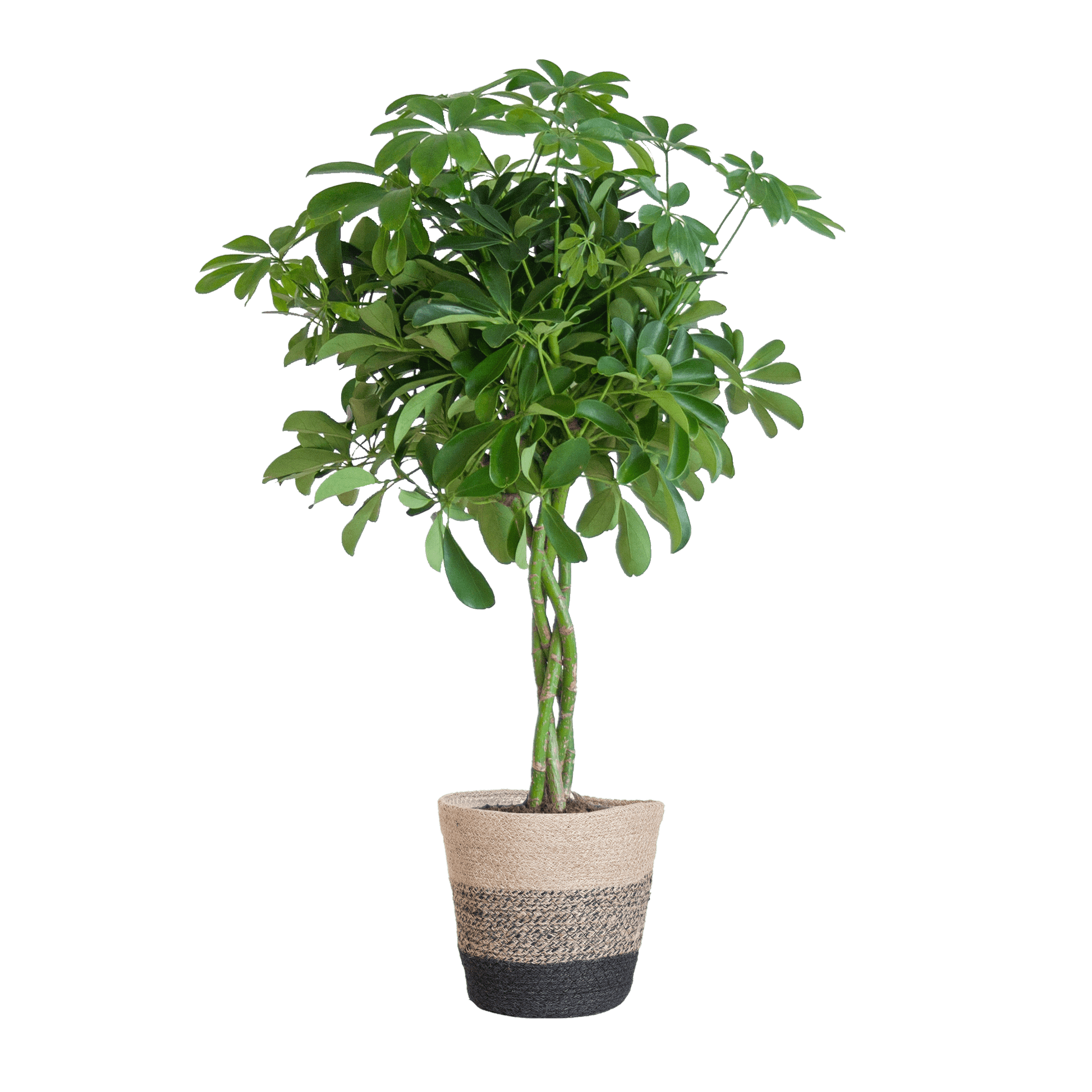 Schefflera Arab Nora met Mand Lissabon zwart - 70cm - Ø21 - Happy City Plants
