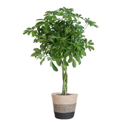 Schefflera Arab Nora met Mand Lissabon zwart - 70cm - Ø21 - Happy City Plants