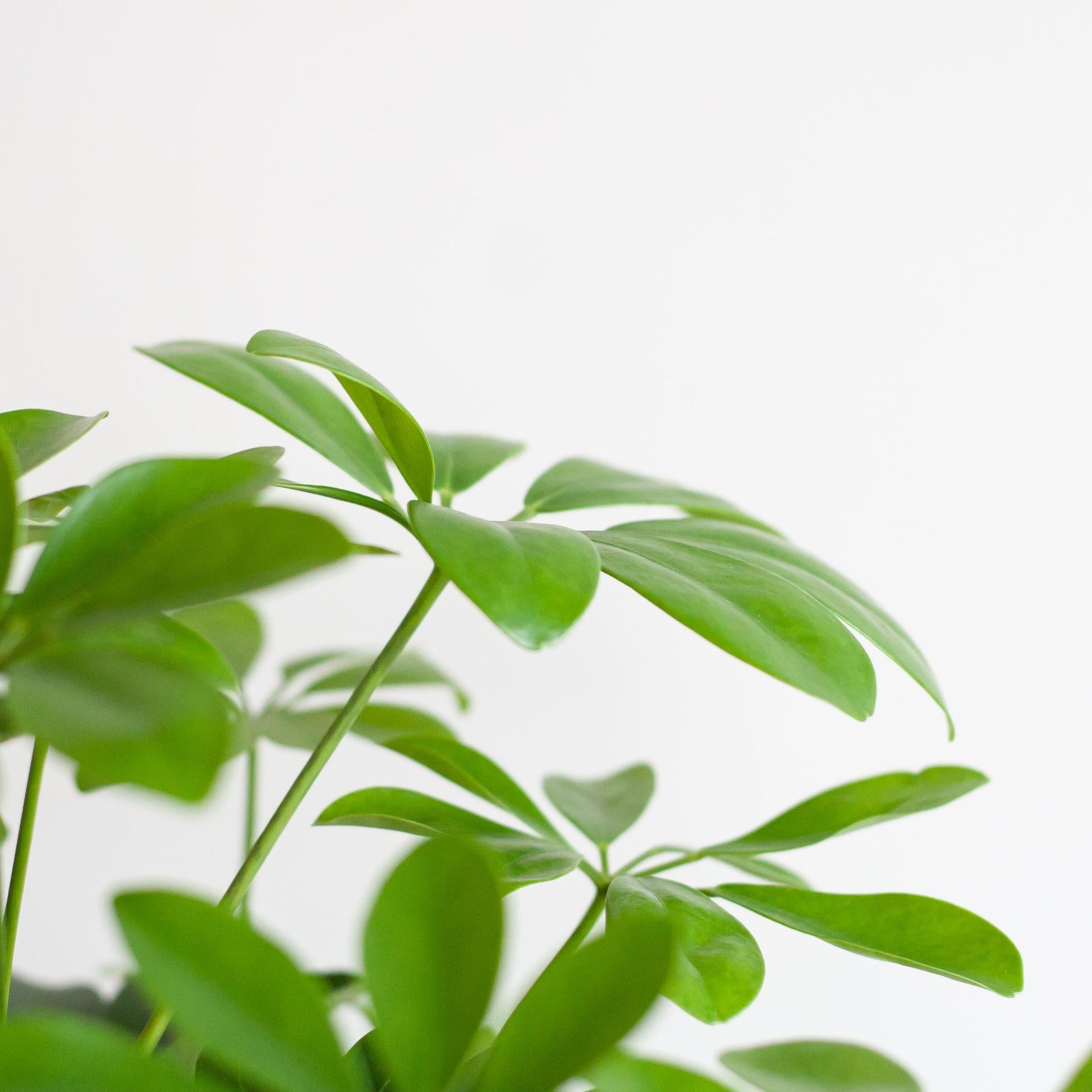 Schefflera Arab Nora met Mand Lissabon zwart - 70cm - Ø21 - Happy City Plants