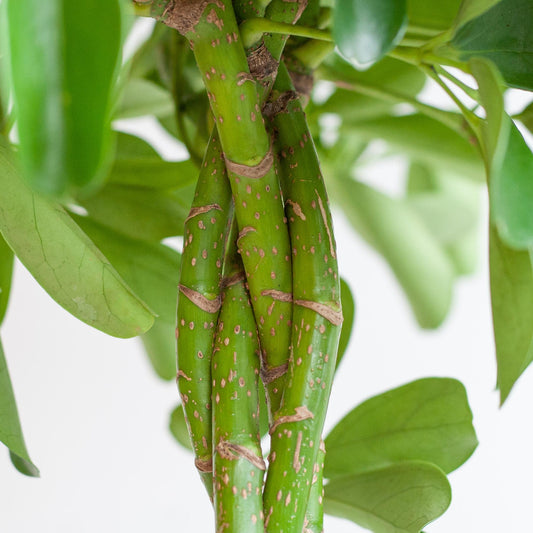 Schefflera Arab Nora met Mand Lissabon zwart - 70cm - Ø21 - Happy City Plants