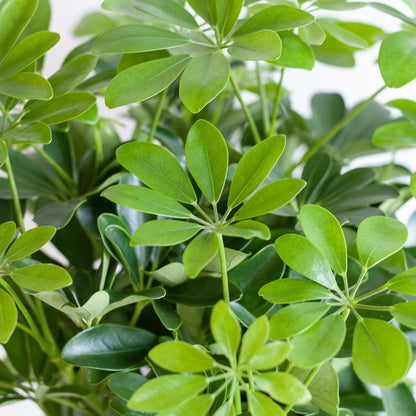 Schefflera Arab Nora met Mand Lissabon zwart - 70cm - Ø21 - Happy City Plants
