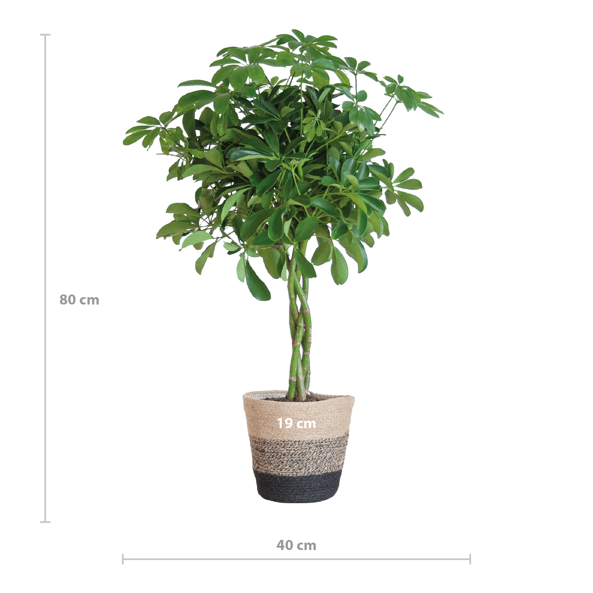 Schefflera Arab Nora met Mand Lissabon zwart - 70cm - Ø21 - Happy City Plants