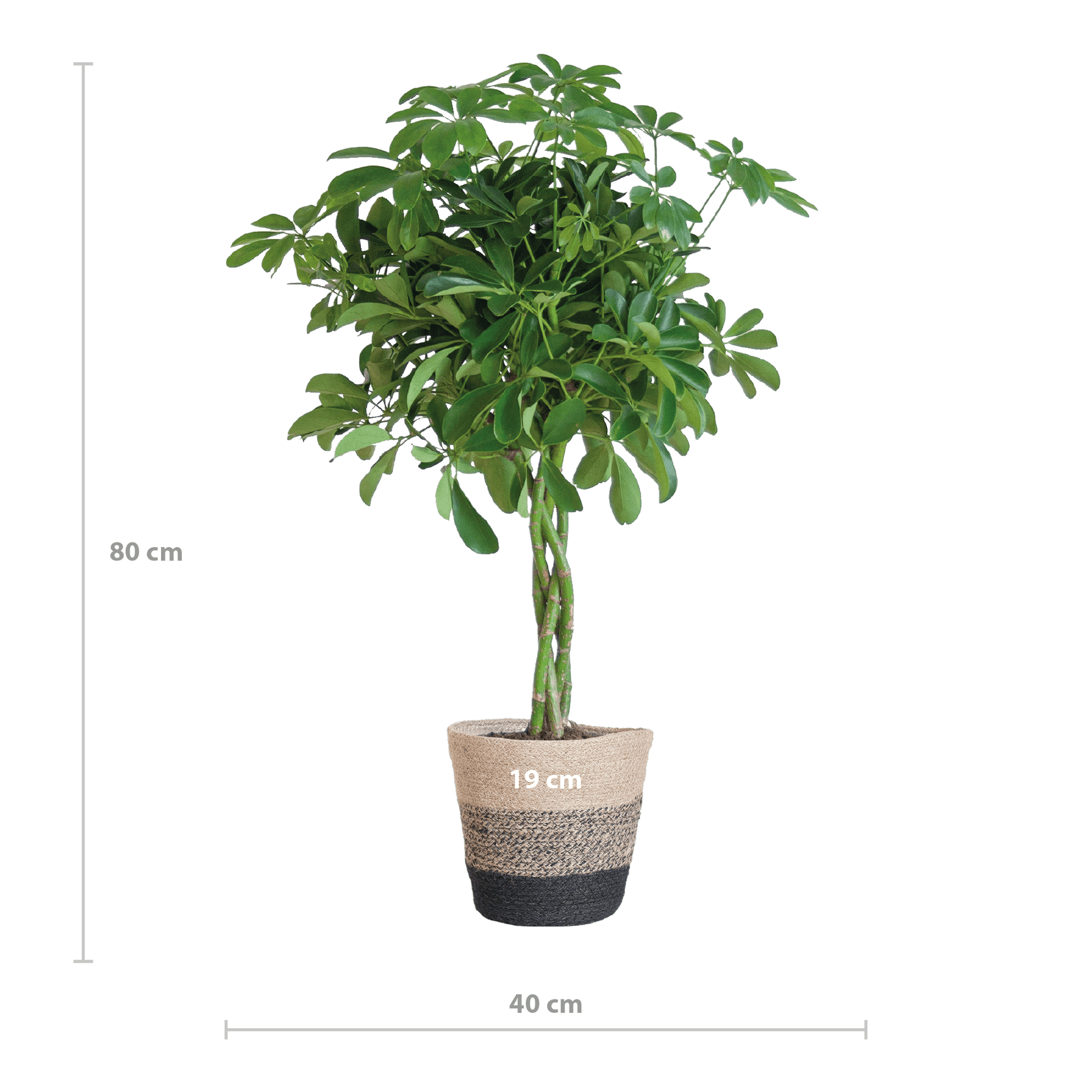 Schefflera Arab Nora met Mand Lissabon zwart - 70cm - Ø21 - Happy City Plants