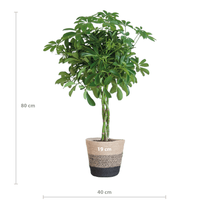 Schefflera Arab Nora met Mand Lissabon zwart - 70cm - Ø21 - Happy City Plants