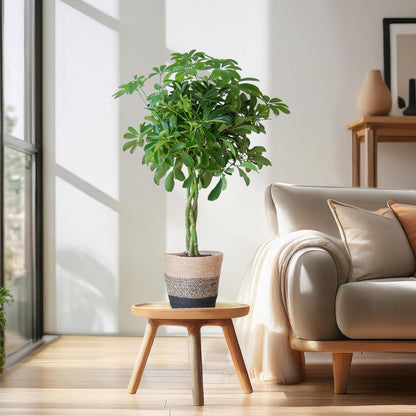 Schefflera Arab Nora met Mand Lissabon zwart - 70cm - Ø21 - Happy City Plants