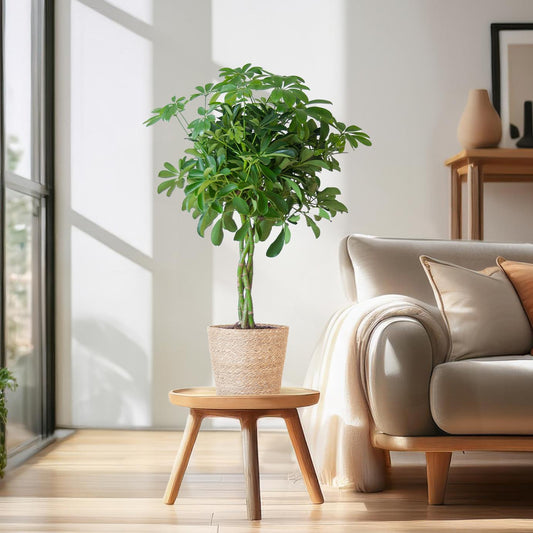 Schefflera Arab Nora met Mand Sofia naturel - 70cm - Ø21 - Happy City Plants