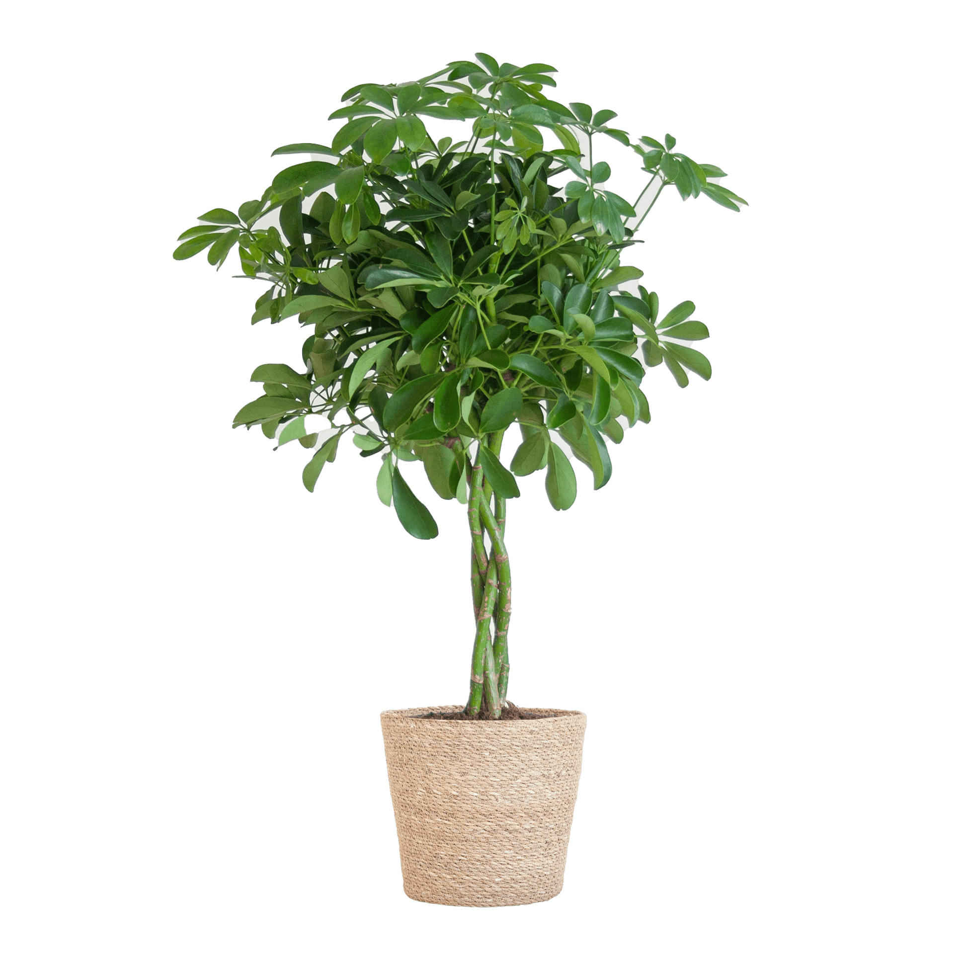 Schefflera Arab Nora met Mand Sofia naturel - 70cm - Ø21 - Happy City Plants
