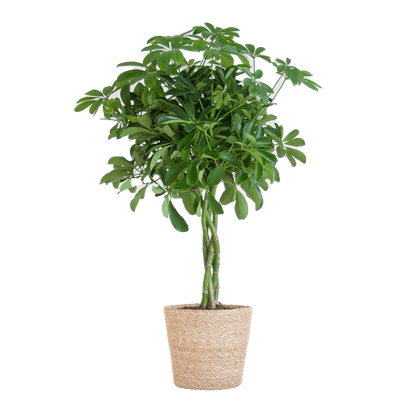 Schefflera Arab Nora met Mand Sofia naturel - 70cm - Ø21 - Happy City Plants
