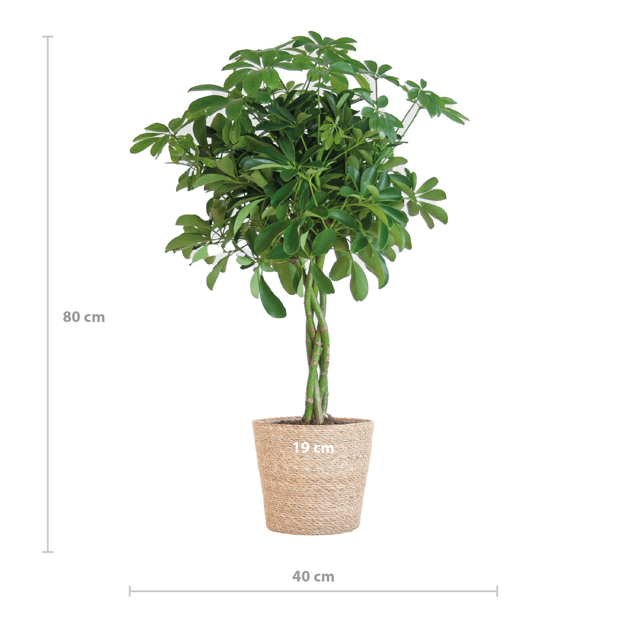 Schefflera Arab Nora met Mand Sofia naturel - 70cm - Ø21 - Happy City Plants