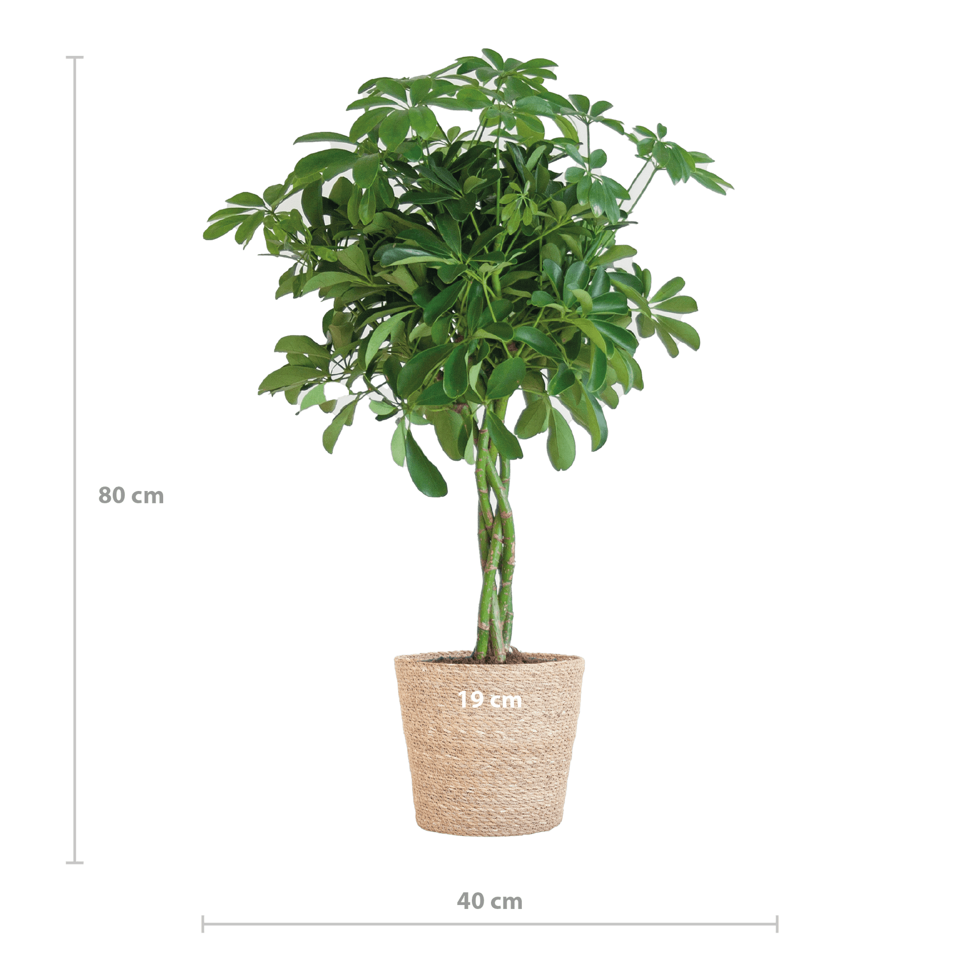 Schefflera Arab Nora met Mand Sofia naturel - 70cm - Ø21 - Happy City Plants