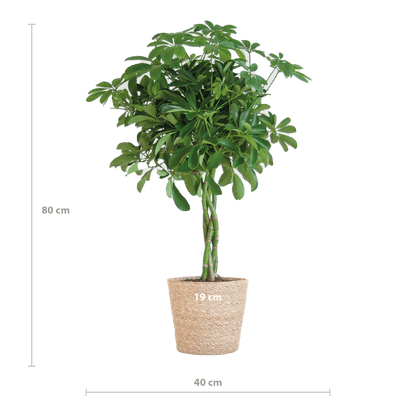 Schefflera Arab Nora met Mand Sofia naturel - 70cm - Ø21 - Happy City Plants