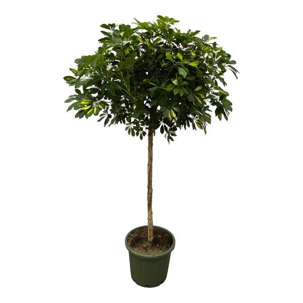 Schefflera Gold Capella stam - 180 cm - Ø45cm - Happy City Plants