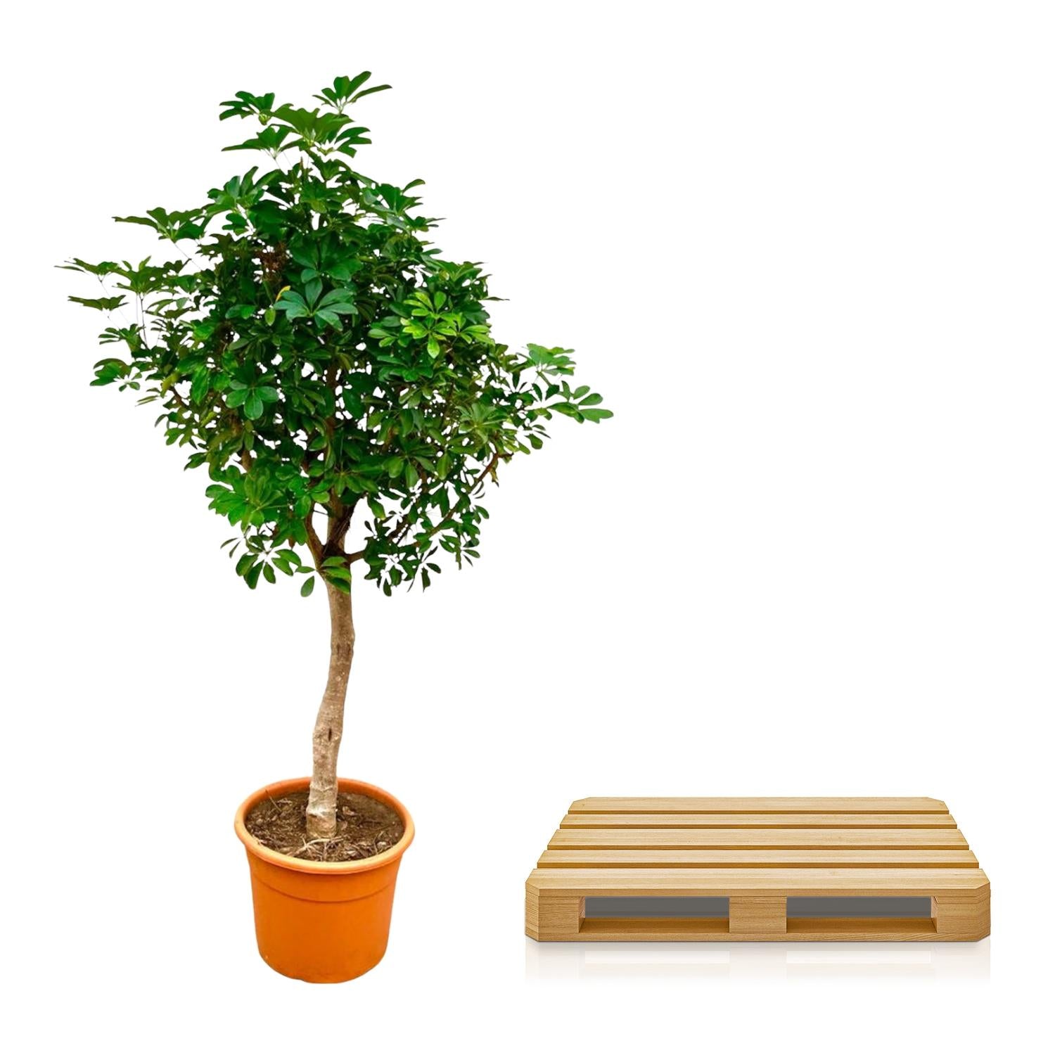 Schefflera op stam - 210cm - ø45 - Happy City Plants