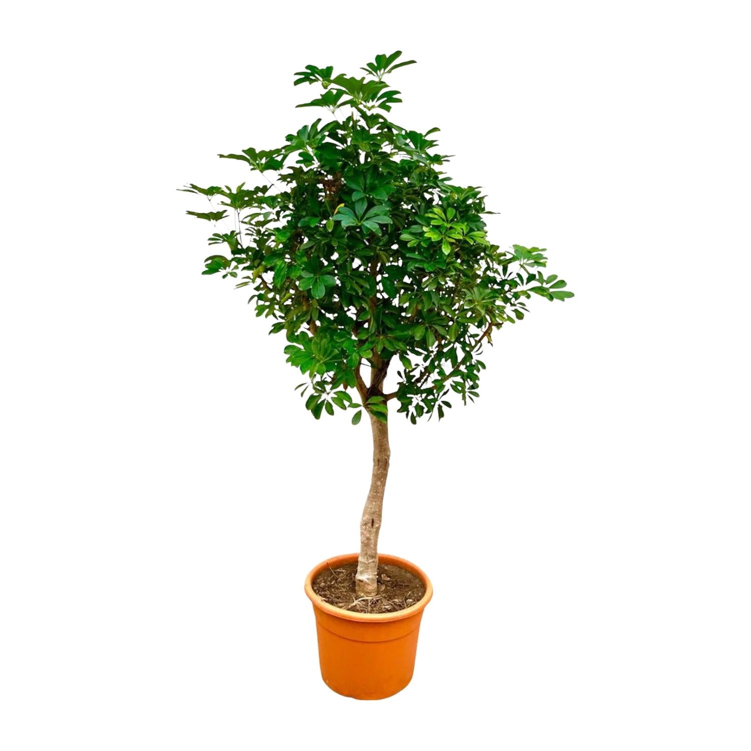 Schefflera op stam - 210cm - ø45 - Happy City Plants