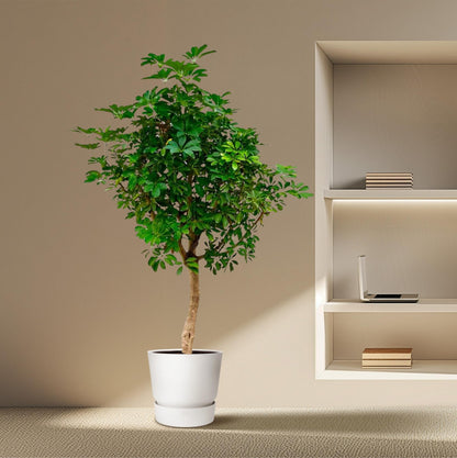 Schefflera op stam - 210cm - ø45 - Happy City Plants
