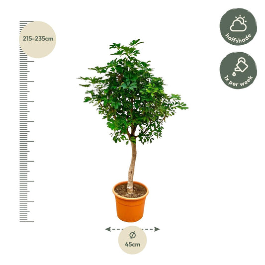 Schefflera op stam - 210cm - ø45 - Happy City Plants