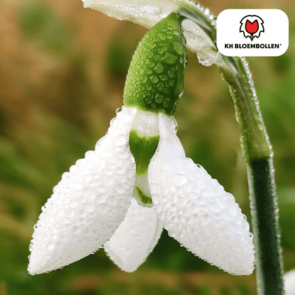 Sneeuwklokje (30 stuks) – allereerste lente - Happy City Plants
