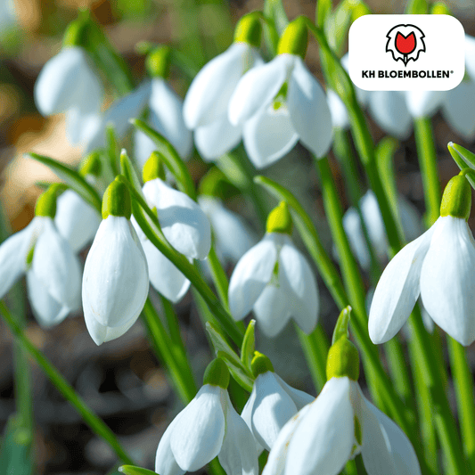 Sneeuwklokje (30 stuks) – allereerste lente - Happy City Plants