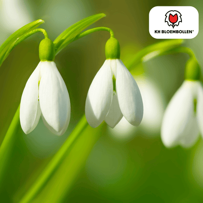 Sneeuwklokje (30 stuks) – allereerste lente - Happy City Plants