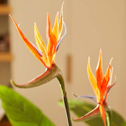 Strelitzia met bloemen - 120cm - In zwarte pot - Kunstplant - Happy City Plants