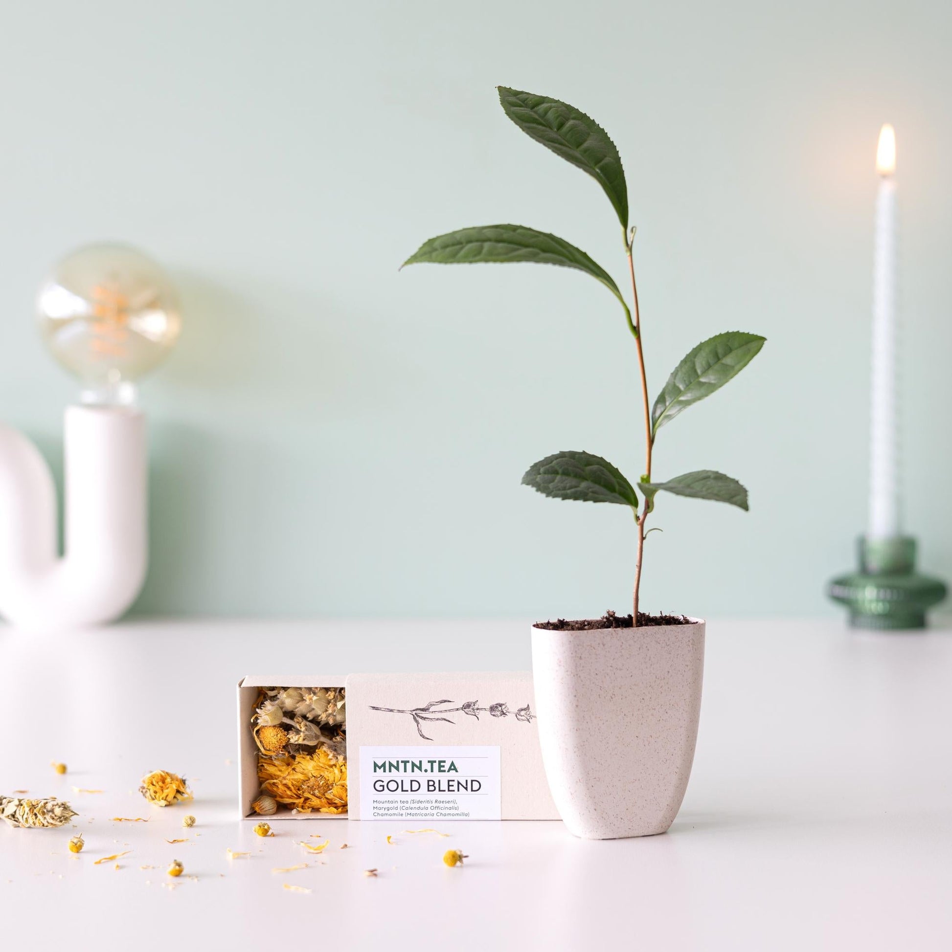 Tea Break Brievenbus Cadeau – Biologische thee & baby theeplantje ☕🌱 - Happy City Plants