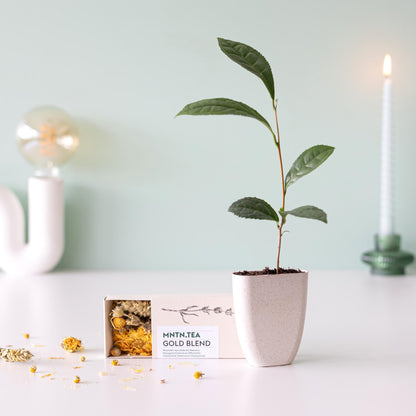 Tea Break Brievenbus Cadeau – Biologische thee & baby theeplantje ☕🌱 - Happy City Plants