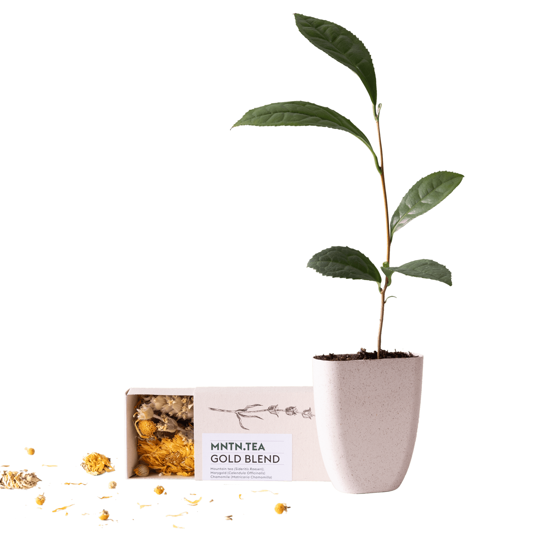 Tea Break Brievenbus Cadeau – Biologische thee & baby theeplantje ☕🌱 - Happy City Plants