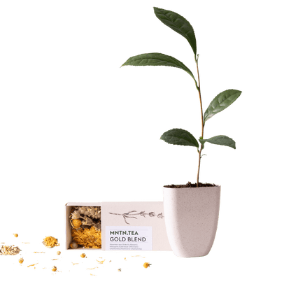 Tea Break Brievenbus Cadeau – Biologische thee & baby theeplantje ☕🌱 - Happy City Plants