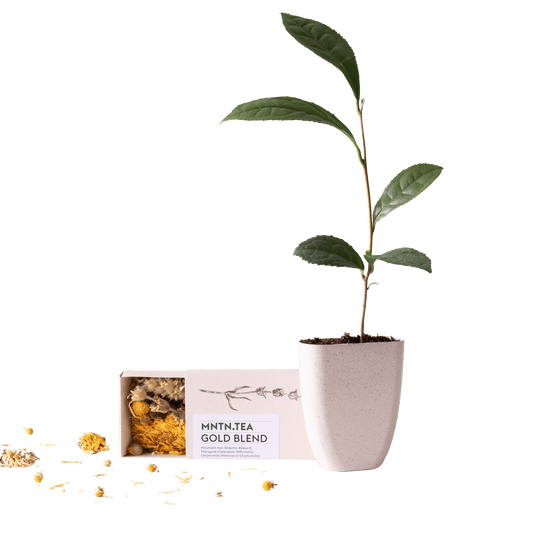 Tea Break Brievenbus Cadeau – Biologische thee & baby theeplantje ☕🌱 - Happy City Plants