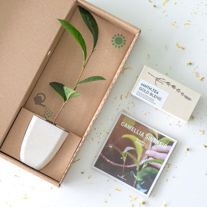 Tea Break Brievenbus Cadeau – Biologische thee & baby theeplantje ☕🌱 - Happy City Plants