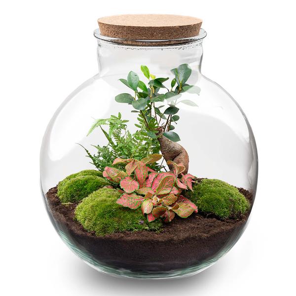 Terrarium Bolder Bob Bonsai + Led verlichting in kurk - Happy City Plants