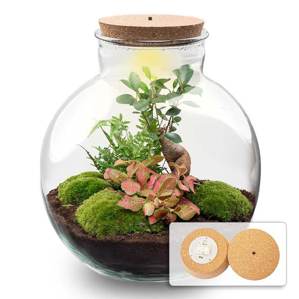 Terrarium Bolder Bob Bonsai + Led verlichting in kurk - Happy City Plants