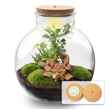 Terrarium Bolder Bob Bonsai + Led verlichting in kurk - Happy City Plants