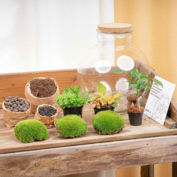 Terrarium Bolder Bob Bonsai + Led verlichting in kurk - Happy City Plants