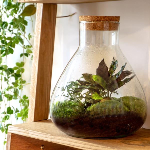 Terrarium Fles - Model: Sammie - Gesloten terrarium ↑ 26,5 cm - Happy City Plants