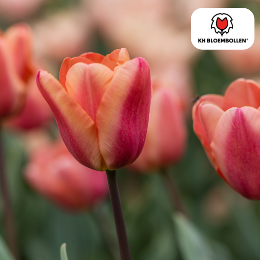 Tulp (20 stuks) – klassiek & kleurrijk